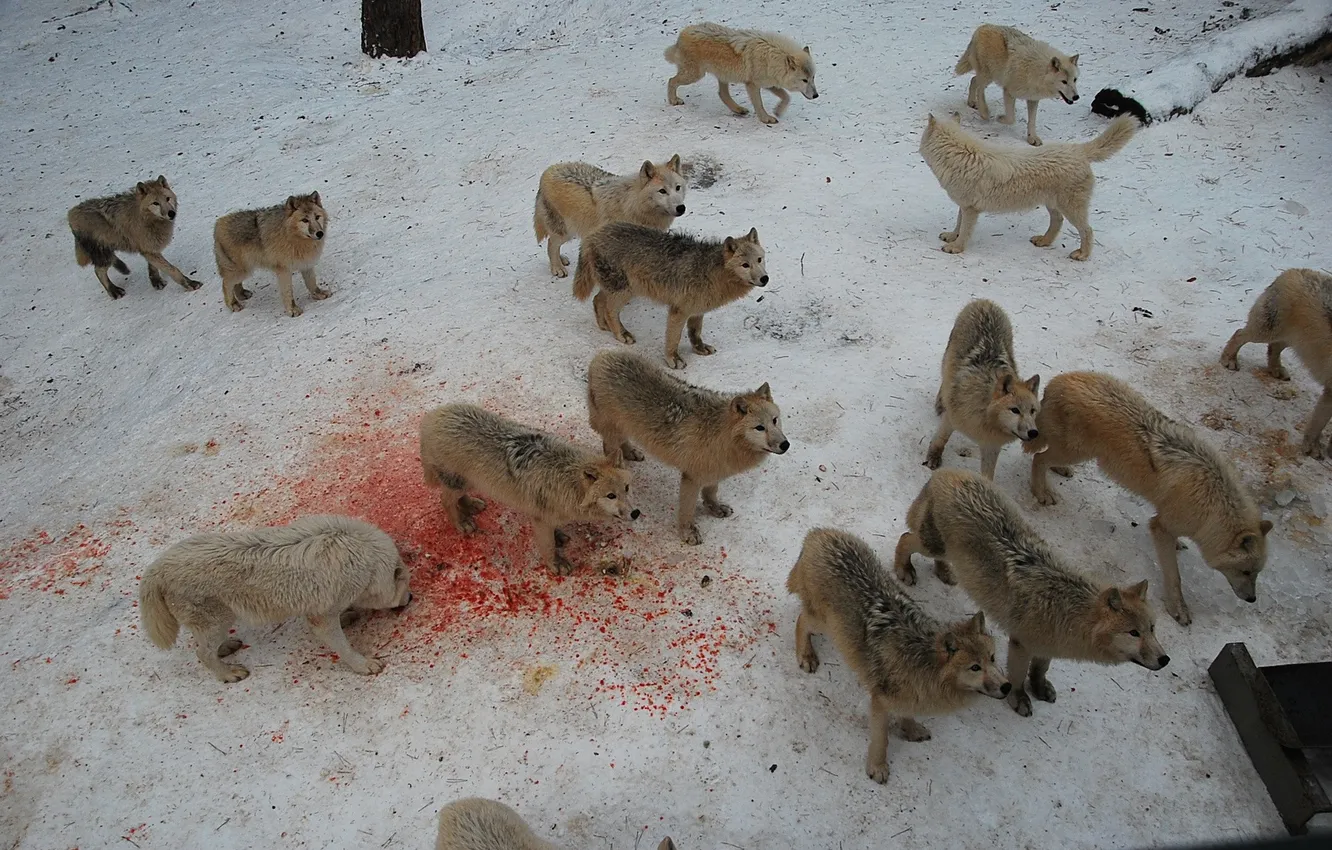 Photo wallpaper Predator, nature, snow, face, animal, wolf, wolves, canis lupus