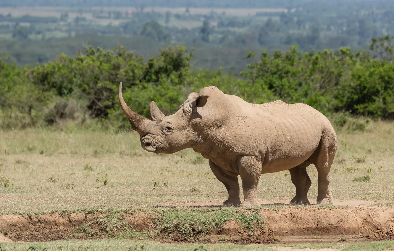 Photo wallpaper field, nature, profile, Rhino