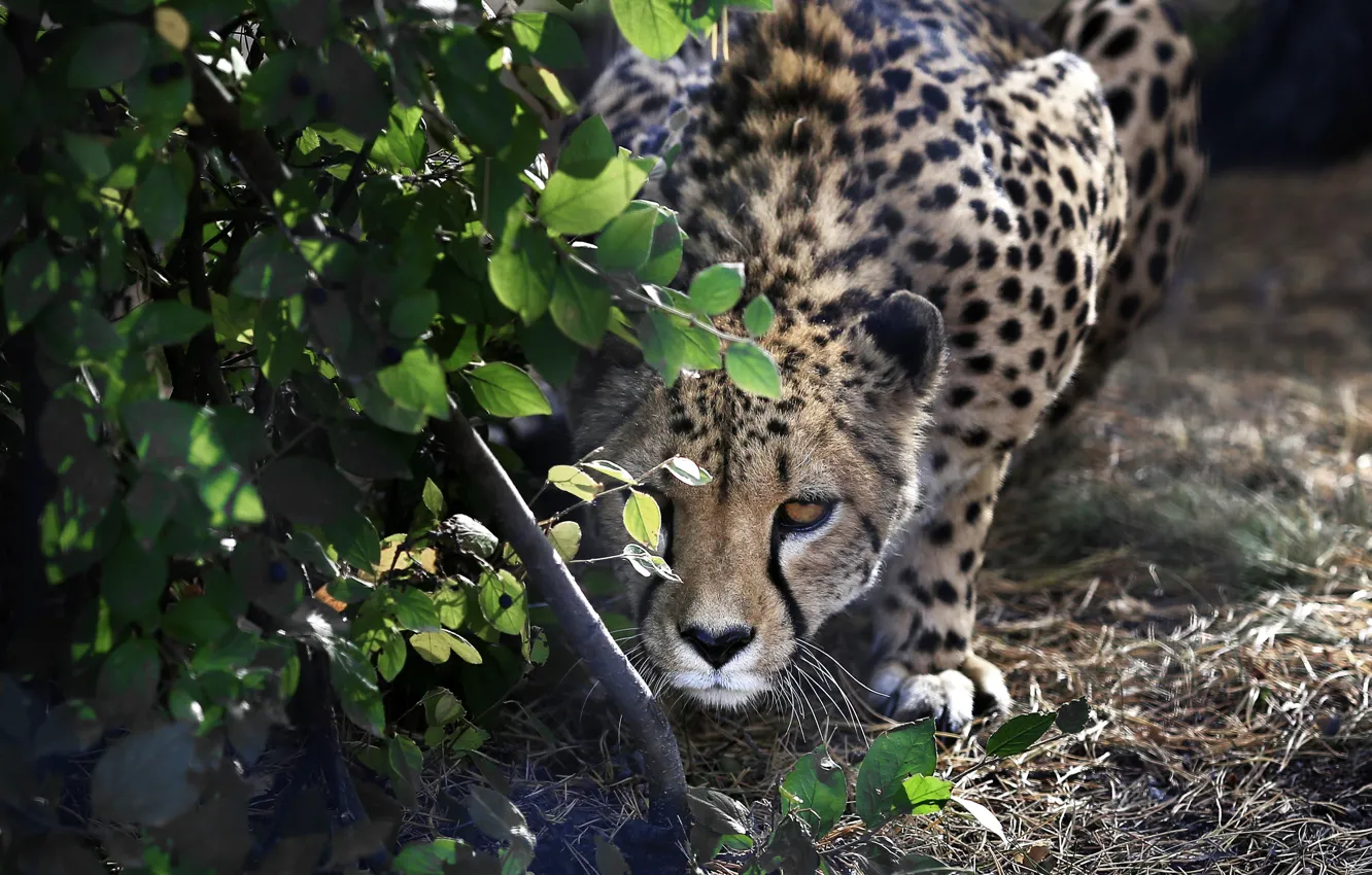 Photo wallpaper leaves, branches, nature, animal, predator, Cheetah, Oleg Bogdanov