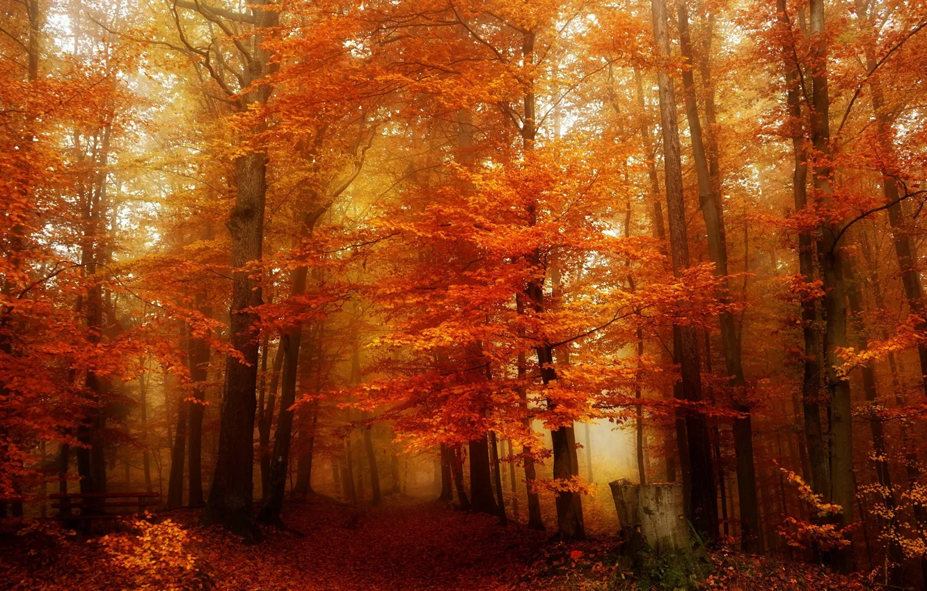 Photo wallpaper autumn, forest, leaves, trees, stump