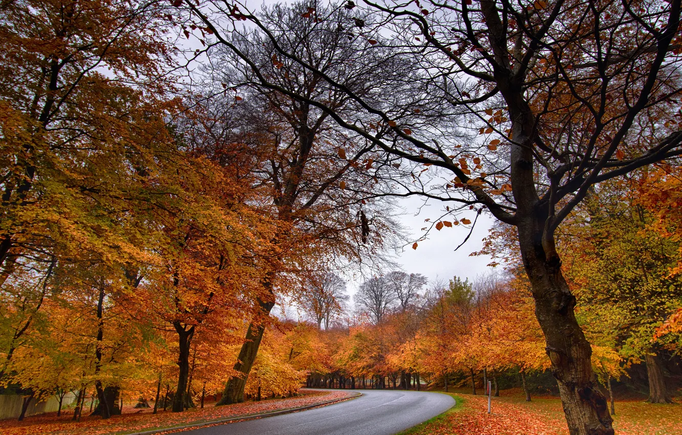 Photo wallpaper road, autumn, forest, trees, branches, Park, foliage, highway