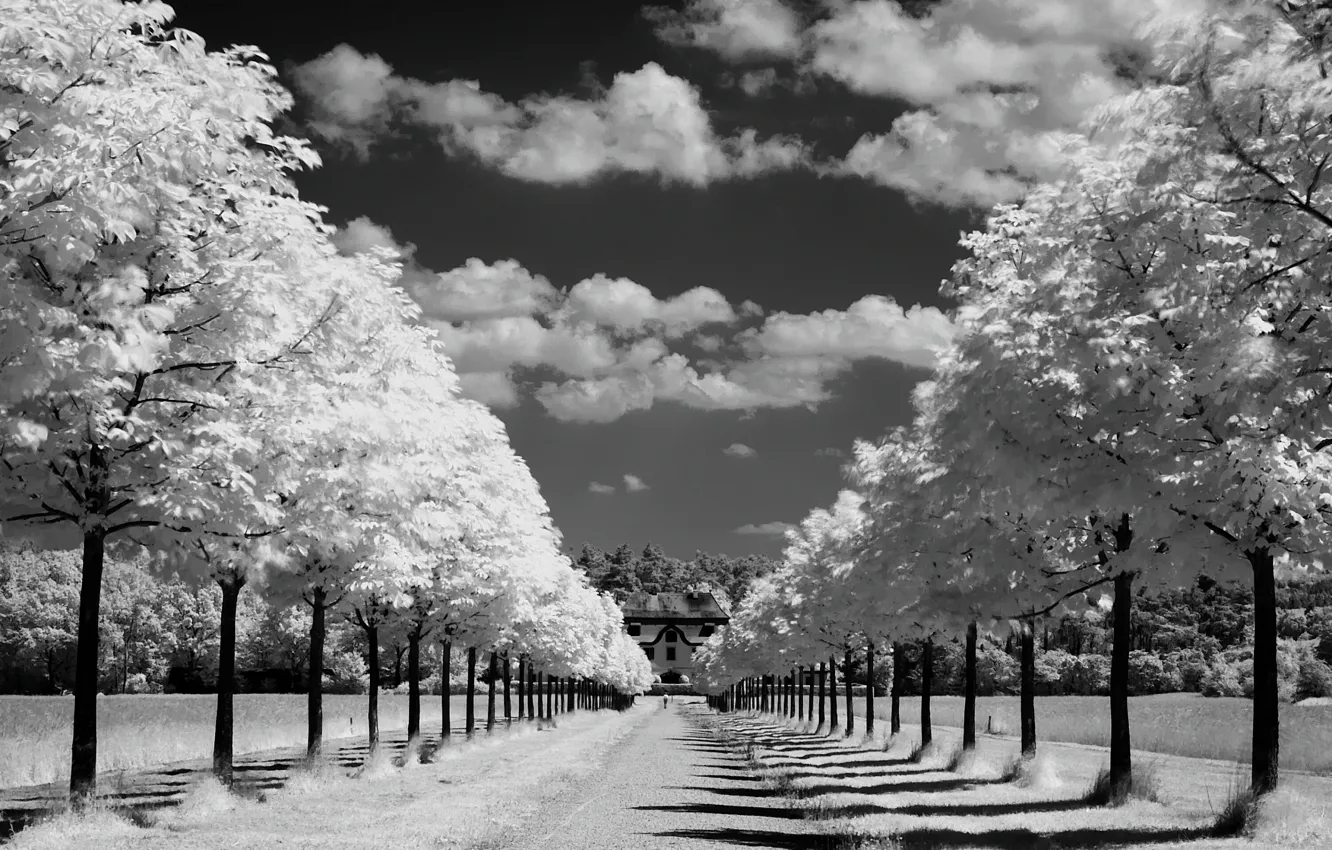 Photo wallpaper road, white, the sky, the sun, clouds, rays, trees, nature