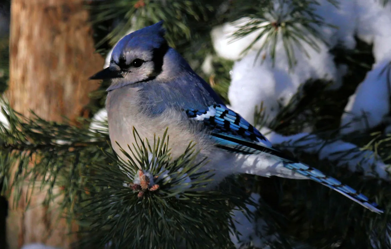 Photo wallpaper winter, snow, needles, tree, bird, branch