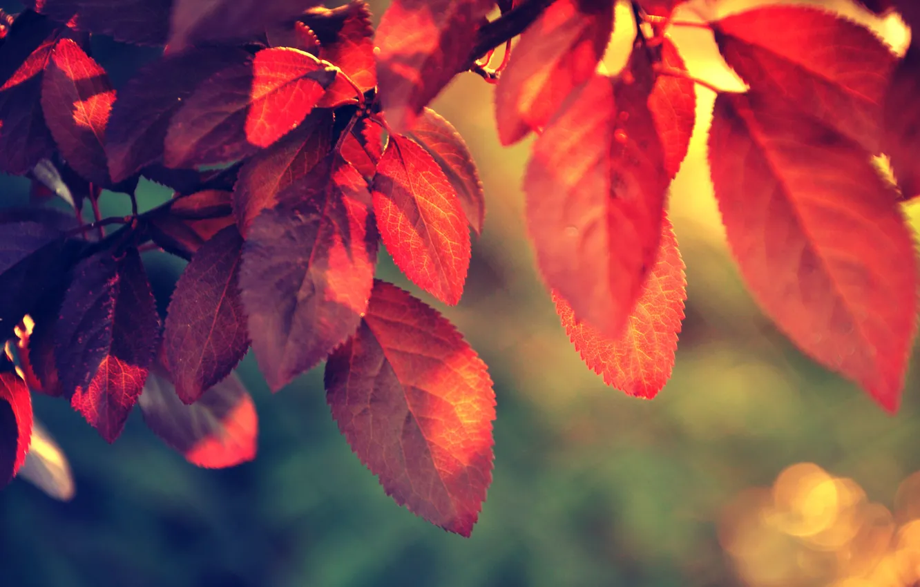 Photo wallpaper red, nature, leaf, plant, sunlight