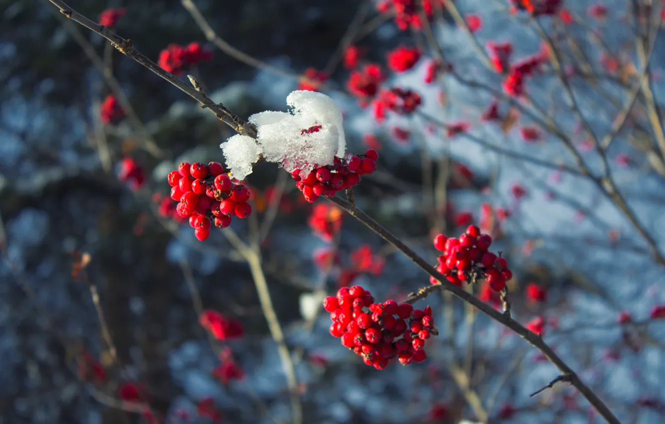 Photo wallpaper cold, winter, snow, branches, red, berries, tree, frost