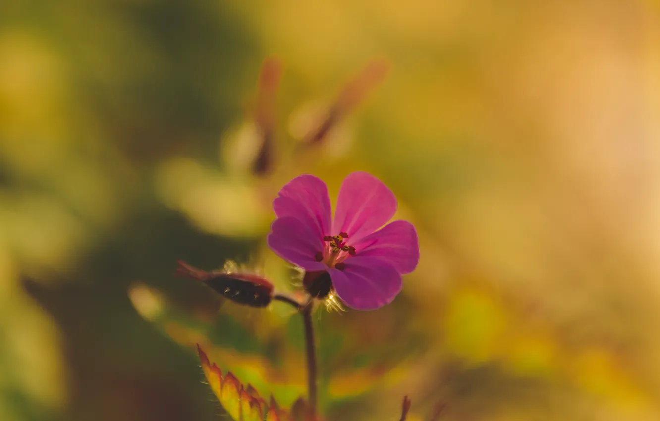 Photo wallpaper macro, flowers, background