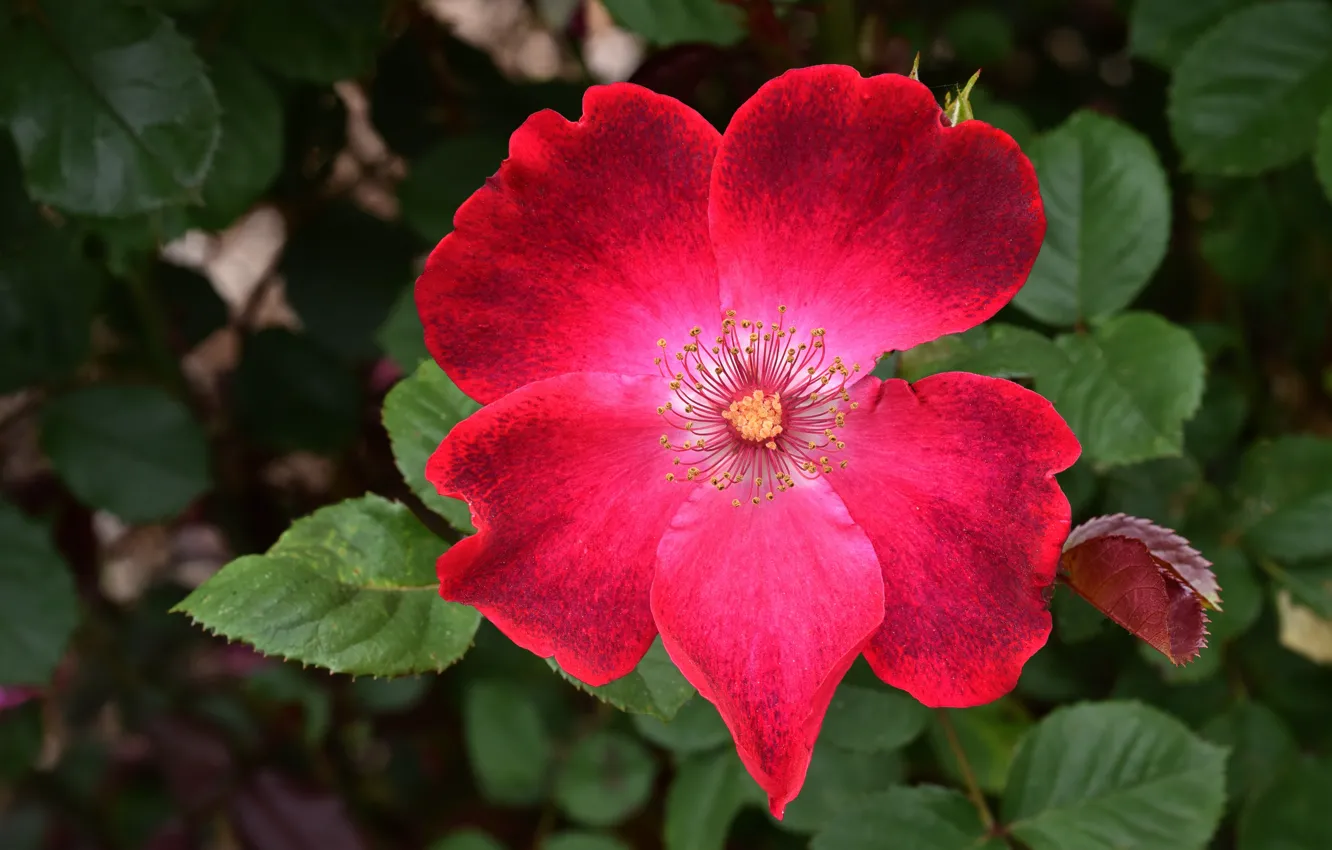 Photo wallpaper flower, leaves, macro, flowers, bright, pink, rose, briar