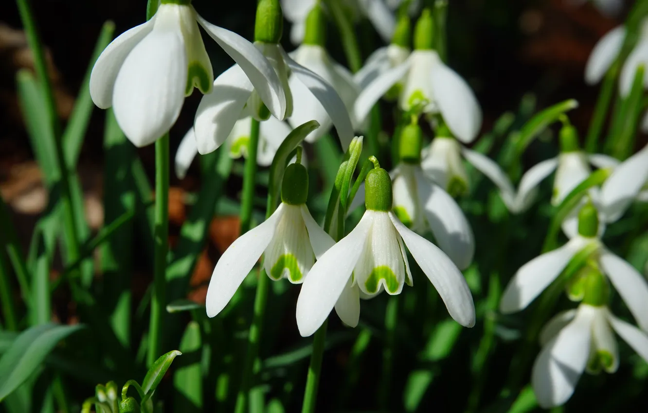 Photo wallpaper greens, macro, light, flowers, the dark background, spring, snowdrops, white