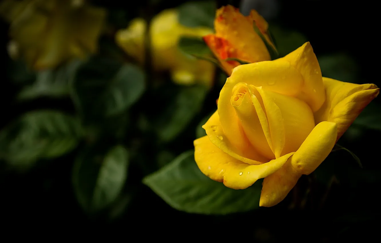 Photo wallpaper yellow, rose, beauty