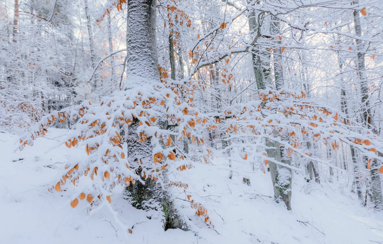 Photo wallpaper winter, forest, snow, trees, branches, foliage, slope, the snow