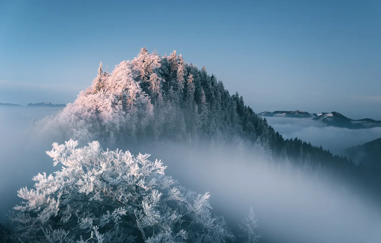 Photo wallpaper winter, forest, fog
