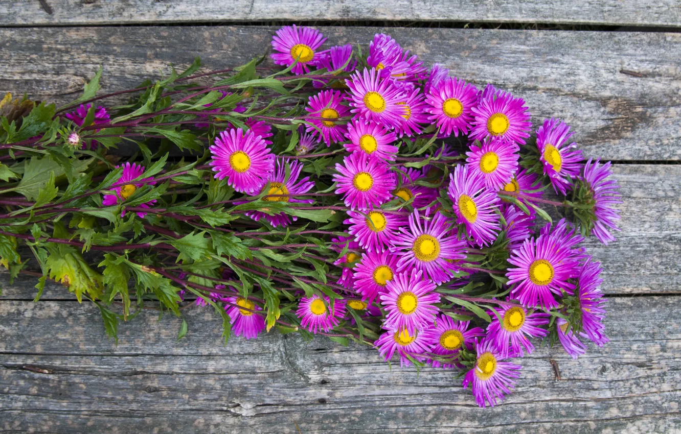Photo wallpaper autumn, bouquet, asters