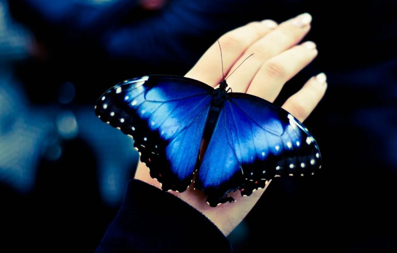 Photo wallpaper butterfly, wings, fingers, closeup, blurred background, krasivaya, The girl's hand