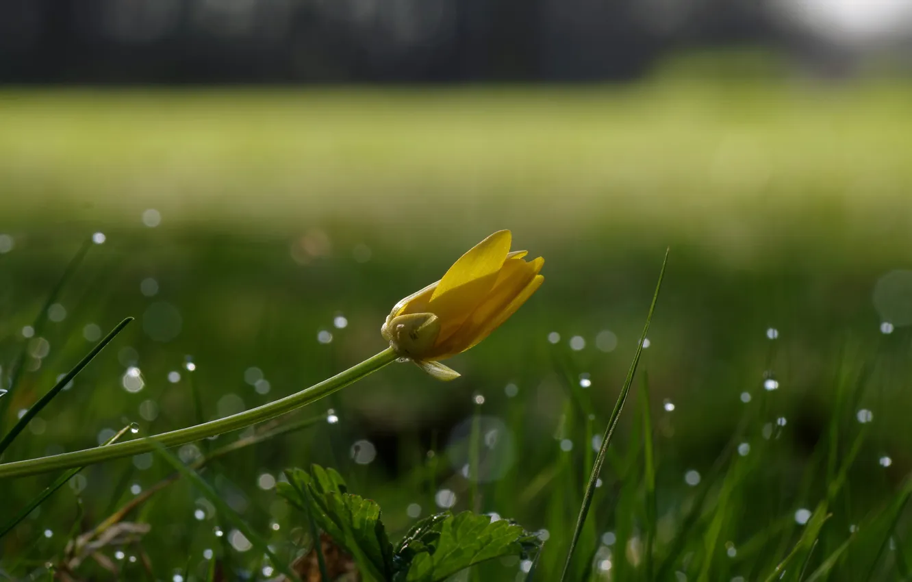 Photo wallpaper grass, drops, flowers, yellow, Rosa, glare, buds