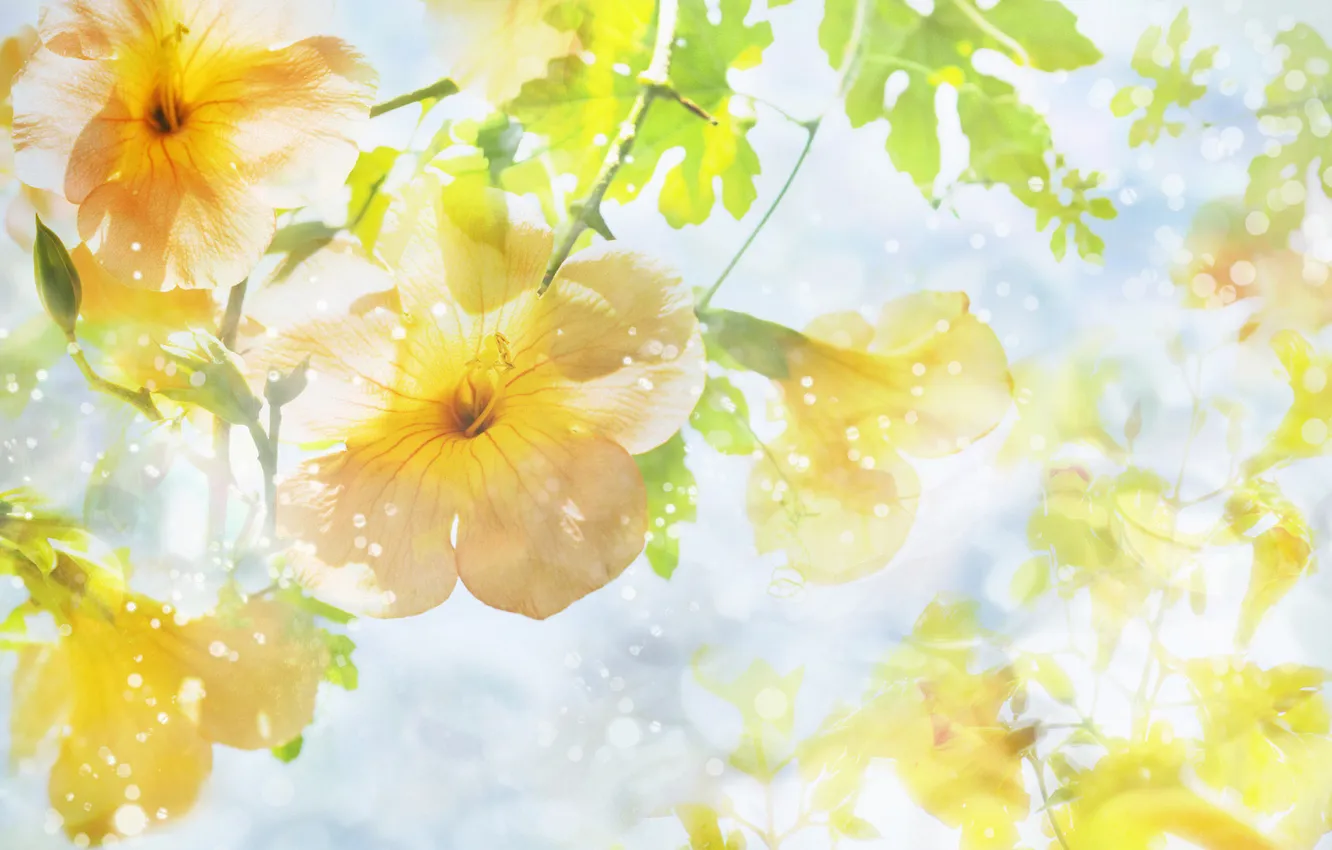 Photo wallpaper flowers, yellow, light, water drops