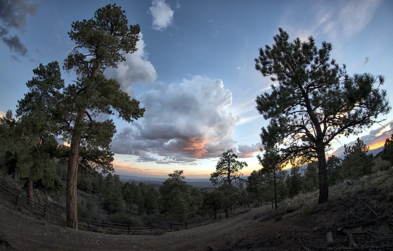 Photo wallpaper the sky, trees, nature