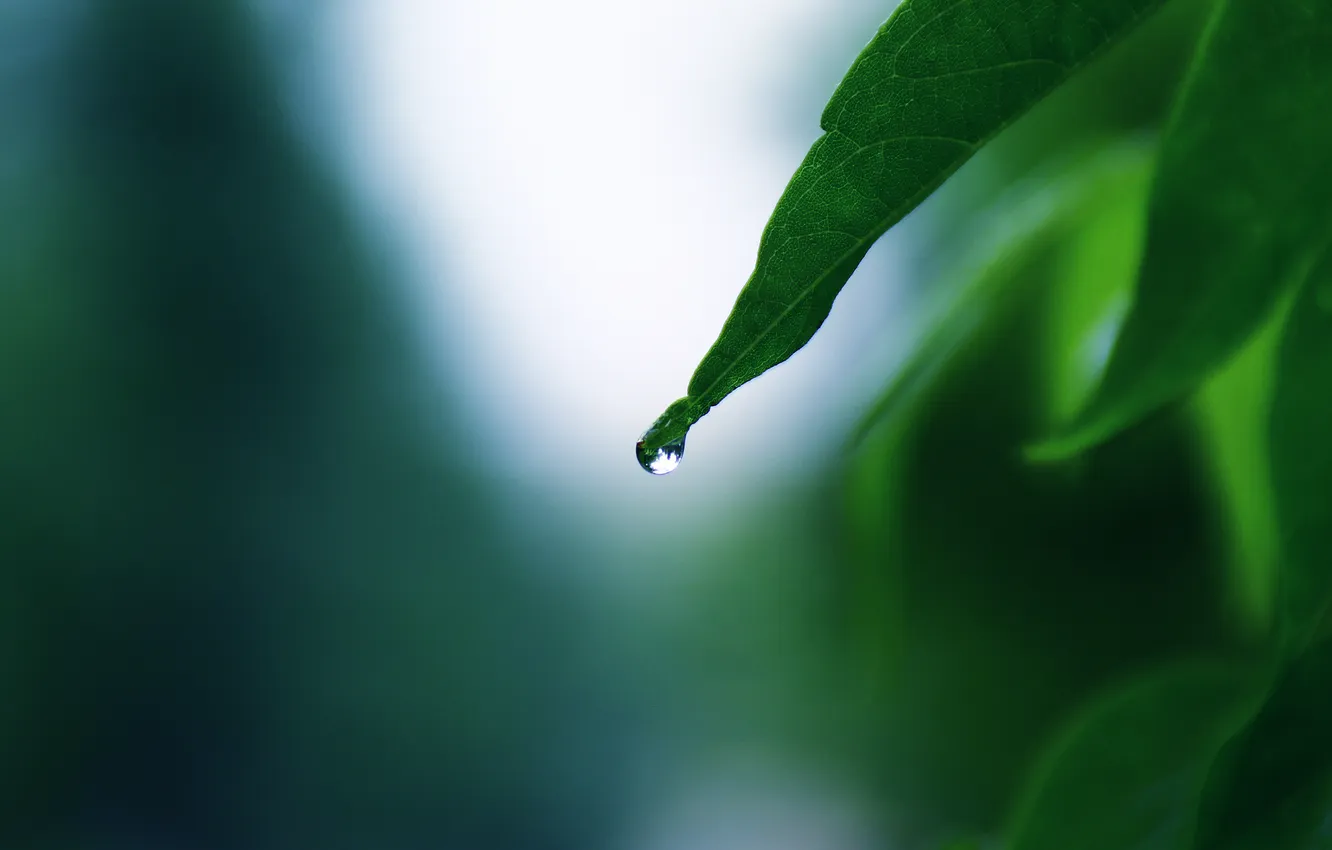 Photo wallpaper water, drops, nature