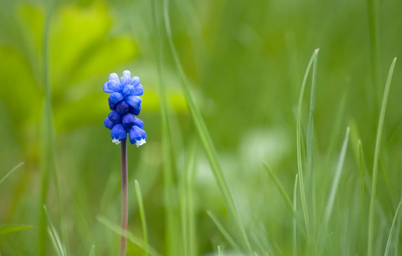 Photo wallpaper blue, one, Mouse Flower