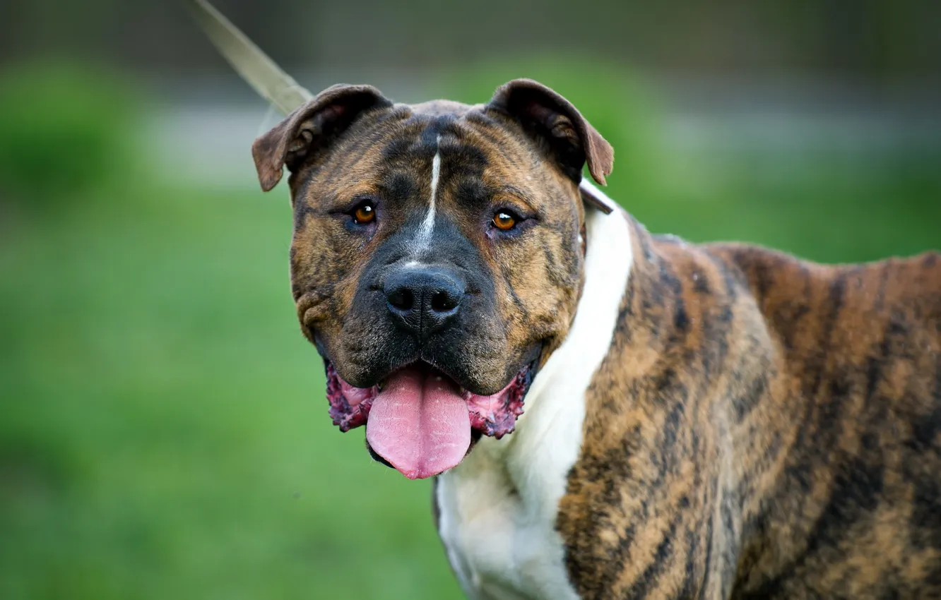 Photo wallpaper look, each, dog