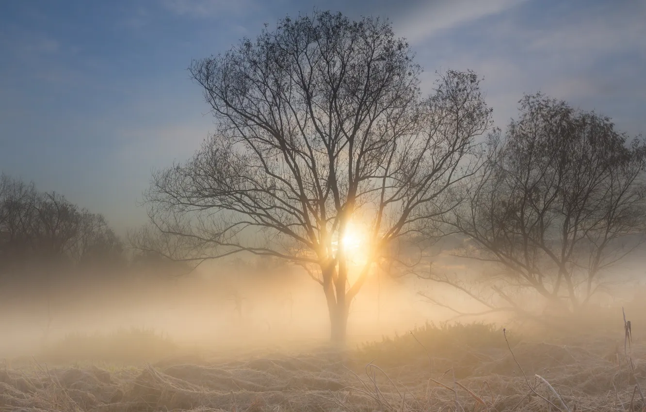 Photo wallpaper trees, nature, fog, morning