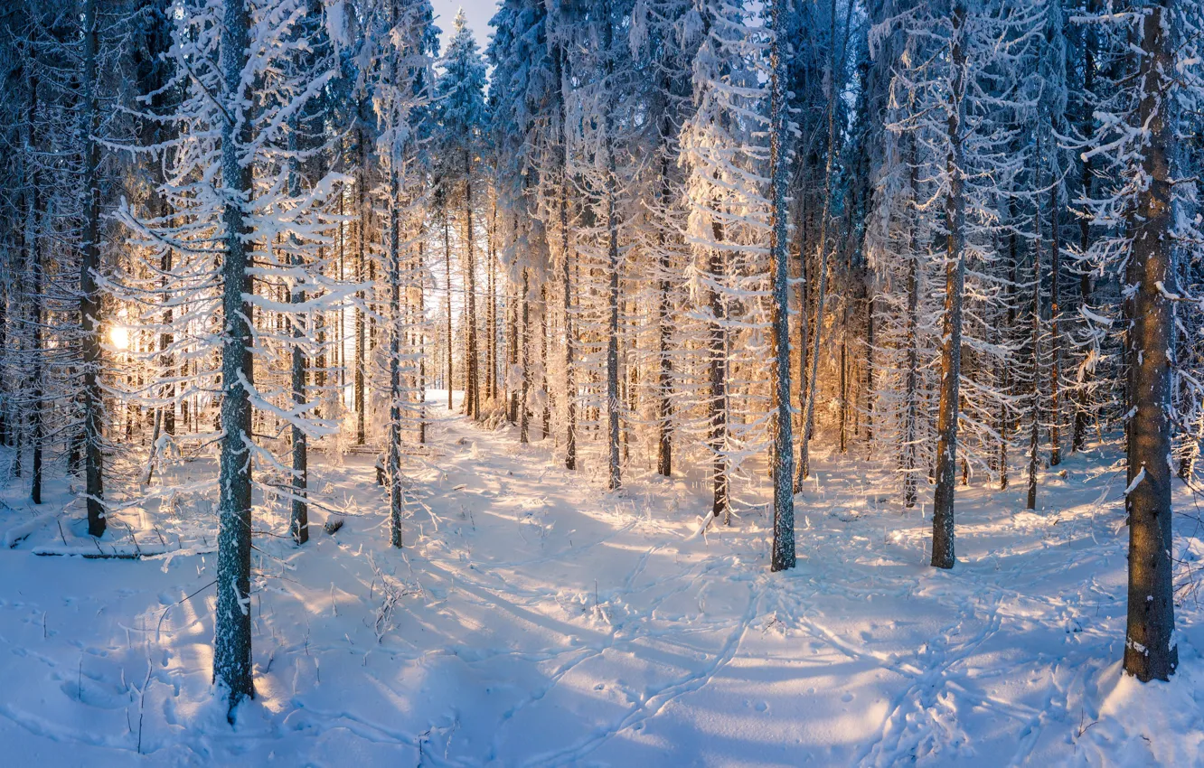 Photo wallpaper forest, trees, nature, winter, snow, sunrise, Finland, sunlight