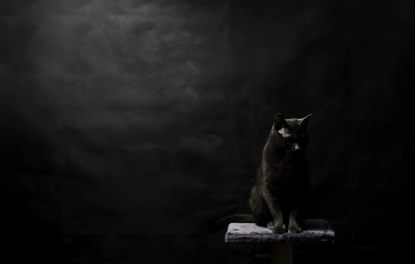 Photo wallpaper cat, background, black