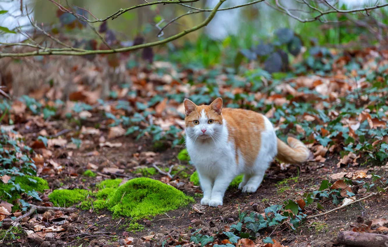 Photo wallpaper cat, cat, branches, nature, foliage, moss, spring, red