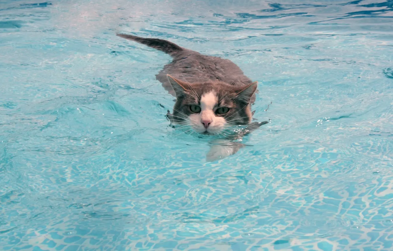 Photo wallpaper cat, cat, mustache, water