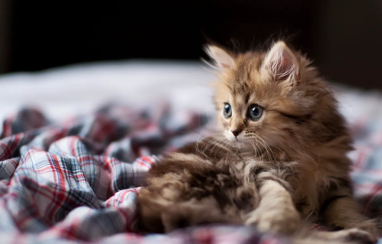 Photo wallpaper red, Kitty, plaid shirt