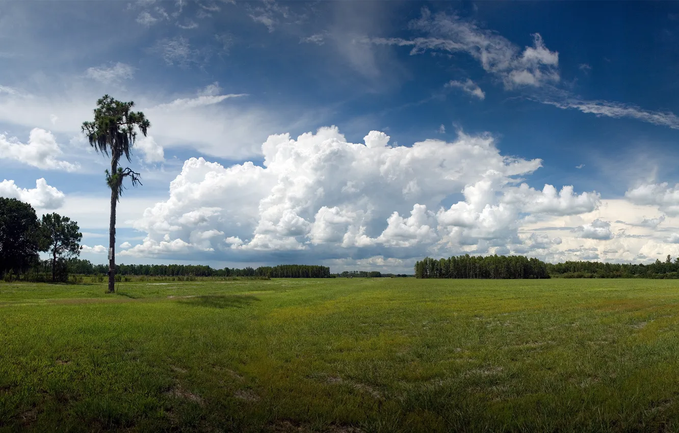 Photo wallpaper sky, landscape, nature, clouds, palm tree