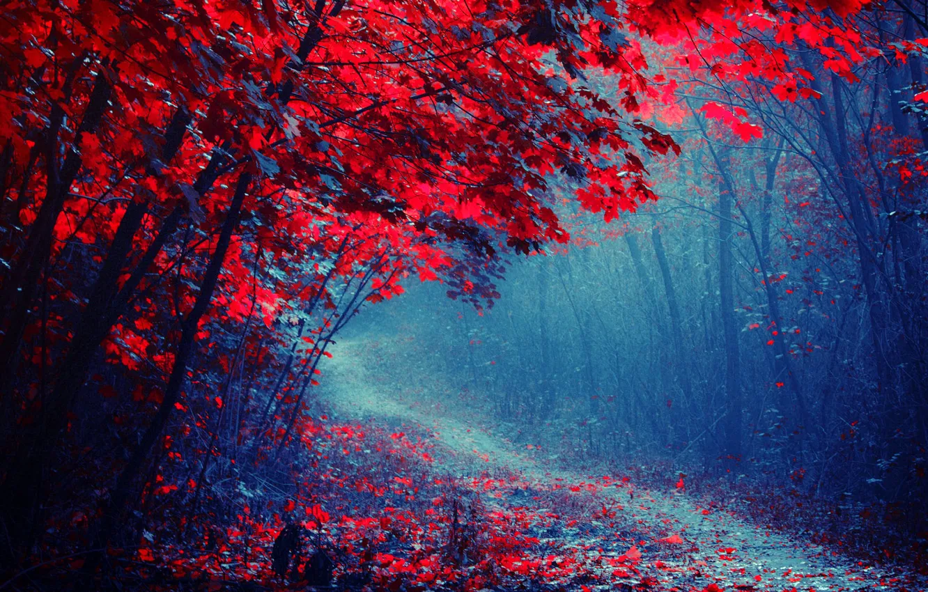 Photo wallpaper road, autumn, forest, trees, fog, Park, path, the crimson