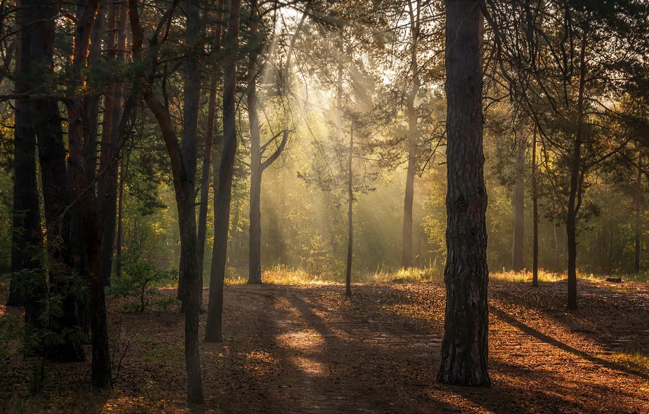 Photo wallpaper forest, the sun, rays, light, trees, fog, trunk, pine