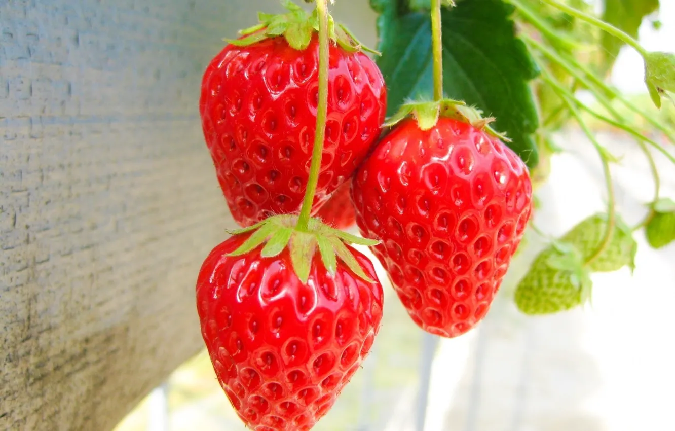 Photo wallpaper summer, harvest, strawberries, strawberry, Victoria, berry