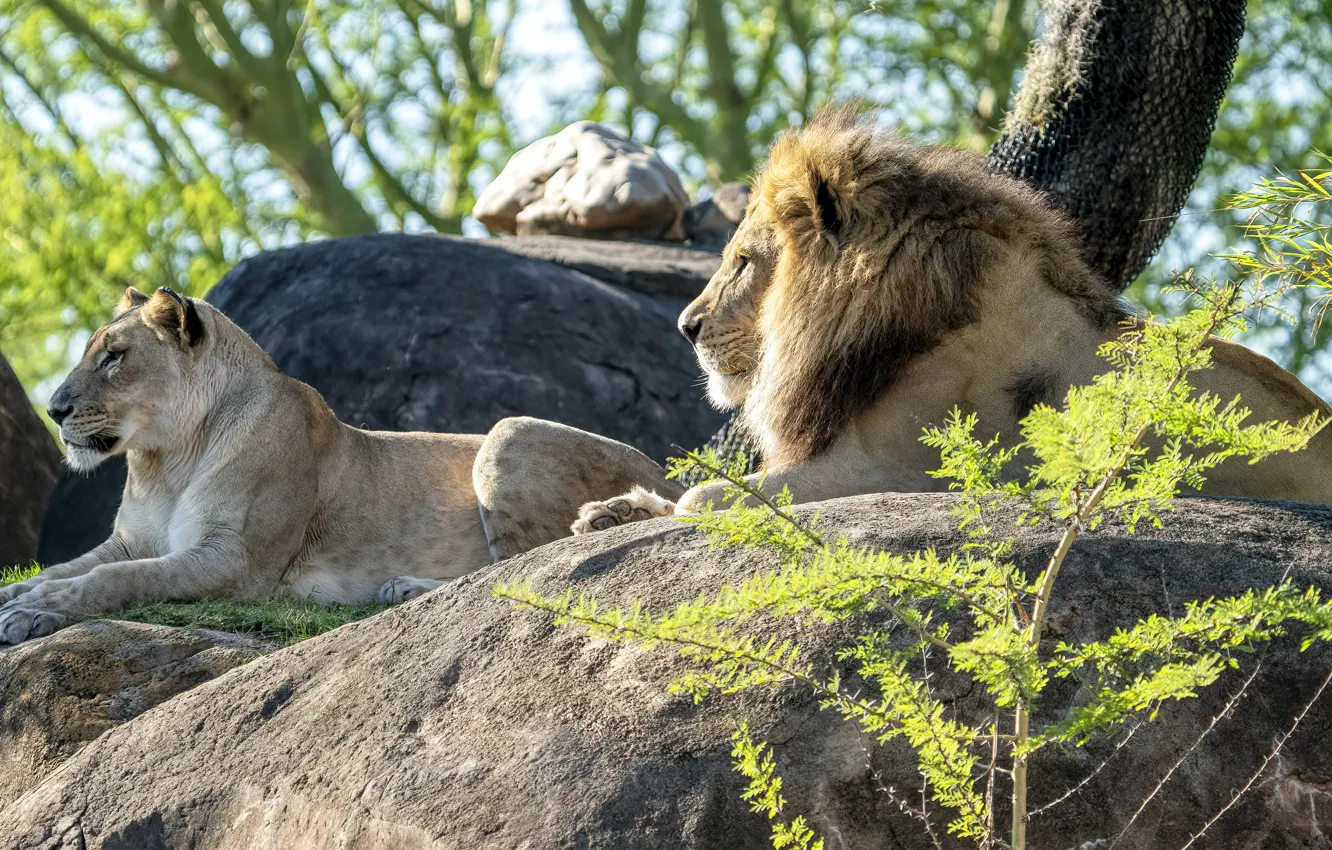 Photo wallpaper Lion and Lioness, lies, nature, branches, profile, pair, lioness, Leo