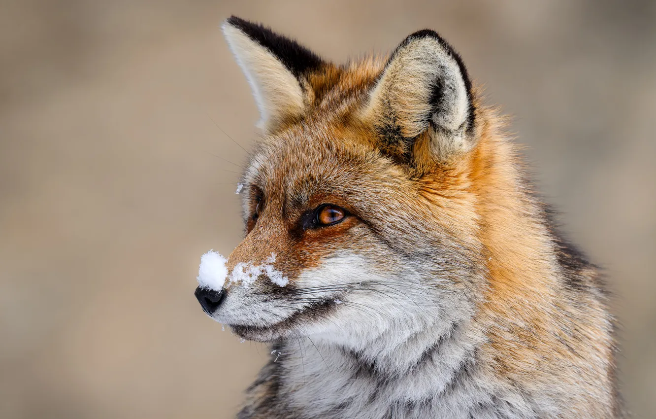 Photo wallpaper winter, look, snow, portrait, nose, Fox, red, face