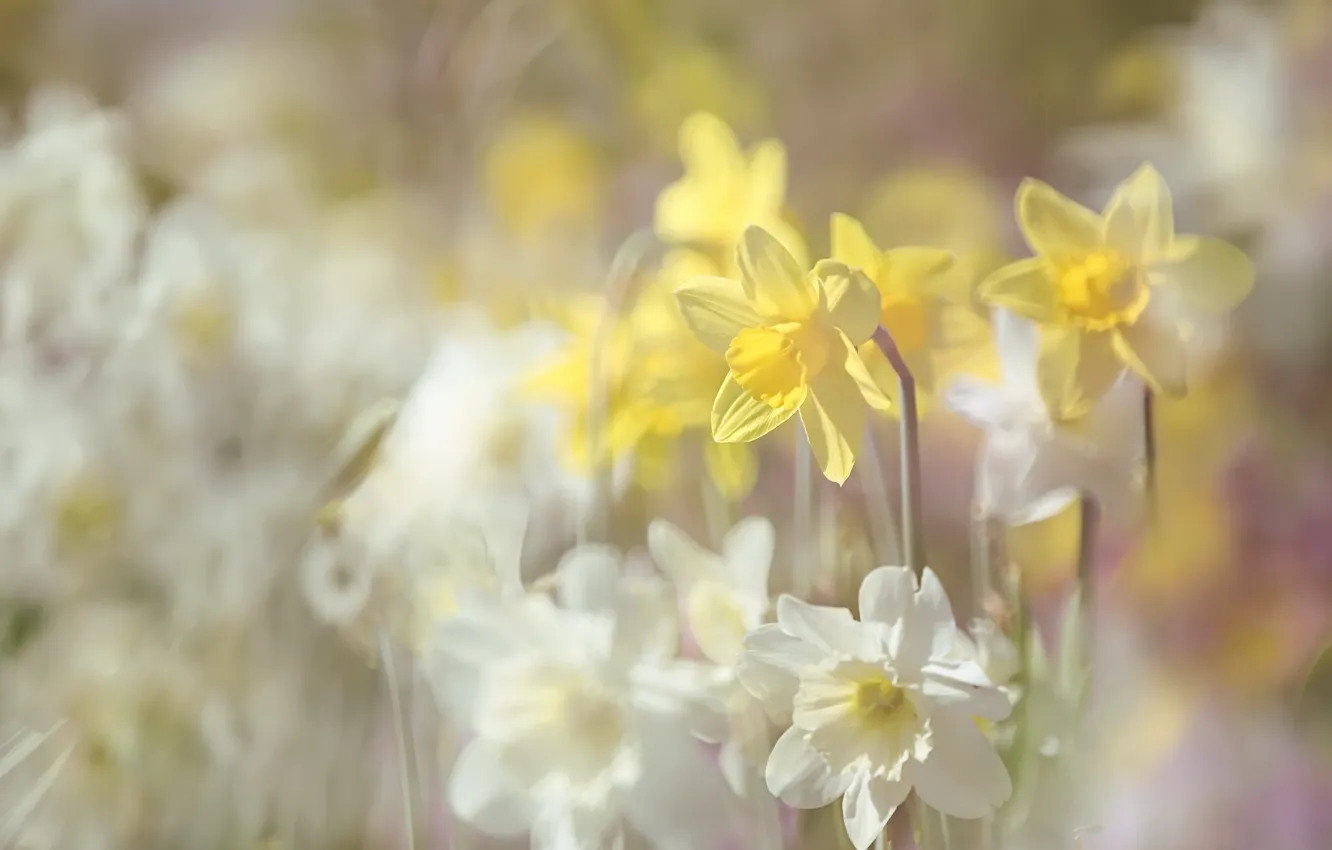 Photo wallpaper summer, flowers, daffodils