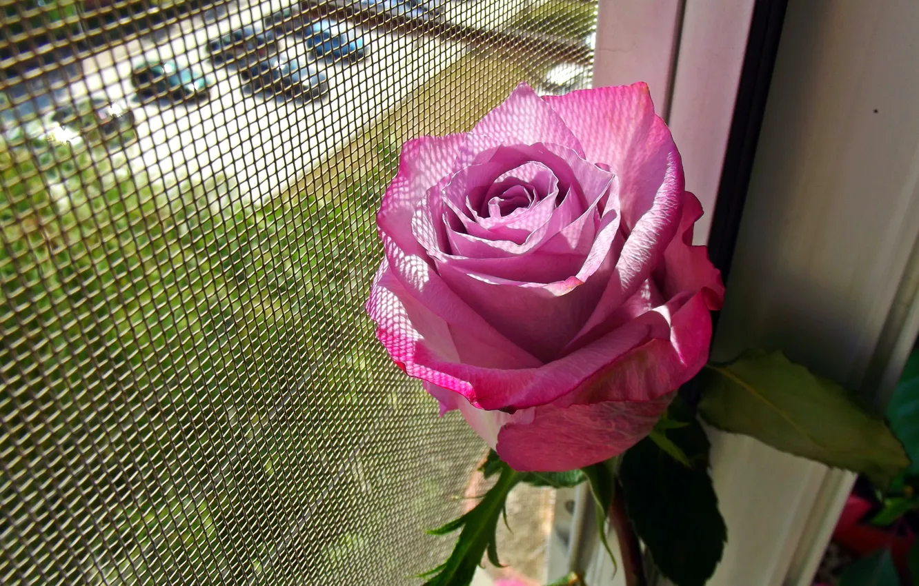 Photo wallpaper Window, Rose, Pink rose, Pink rose