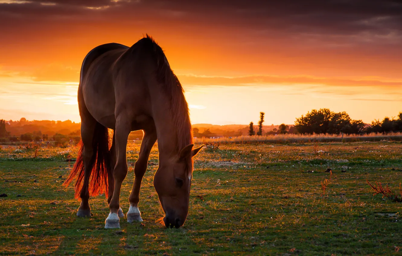 Photo wallpaper field, sunset, horse, horse, pasture