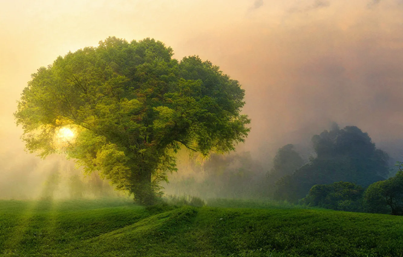 Photo wallpaper field, forest, the sun, nature, tree