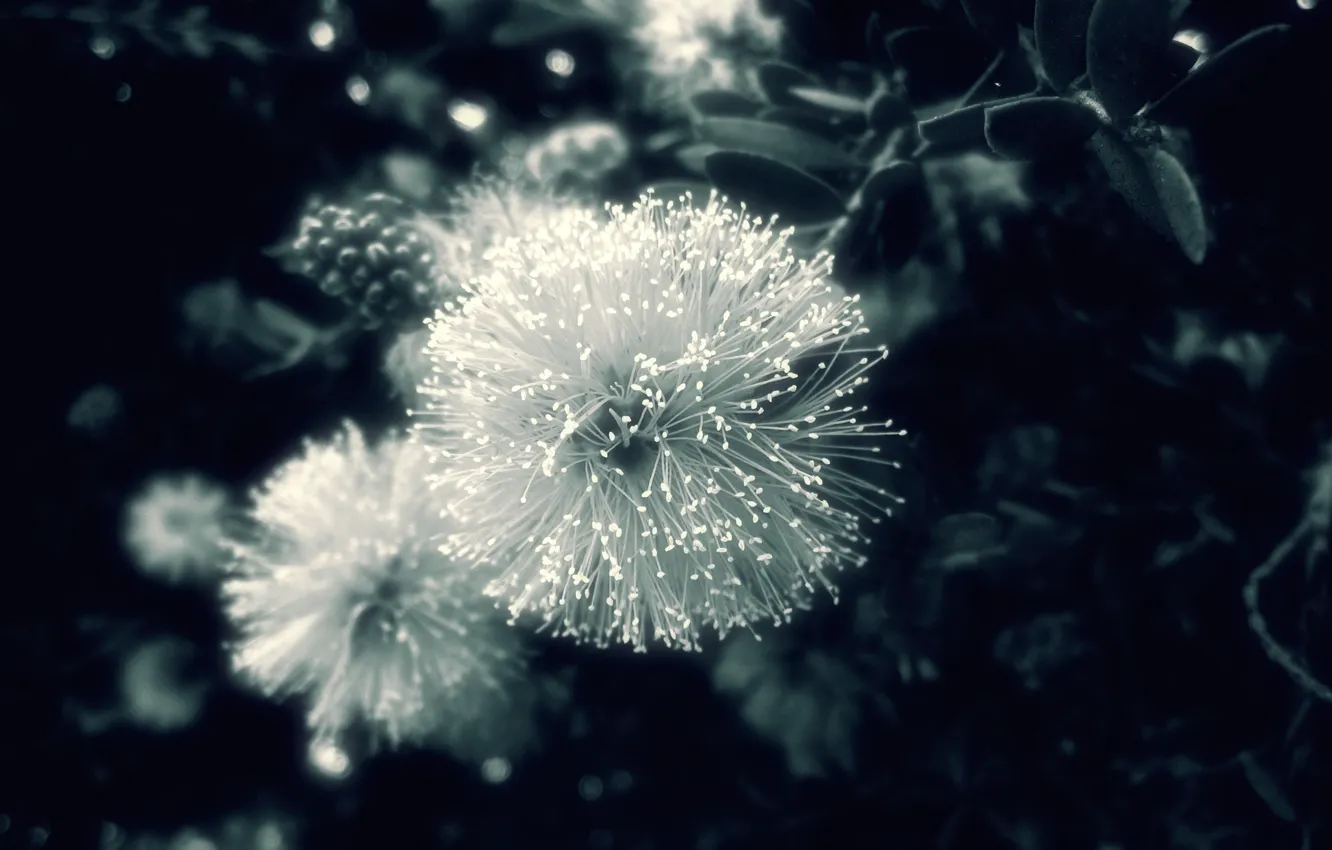 Photo wallpaper macro, nature, photo, background, Wallpaper, black and white, plant. flower