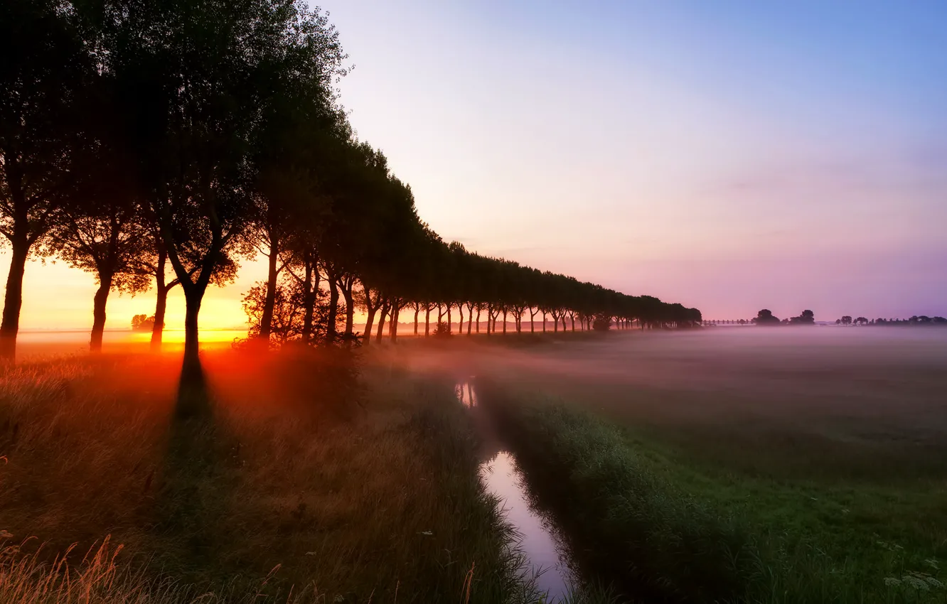 Photo wallpaper grass, rays, trees, fog, stream, dawn