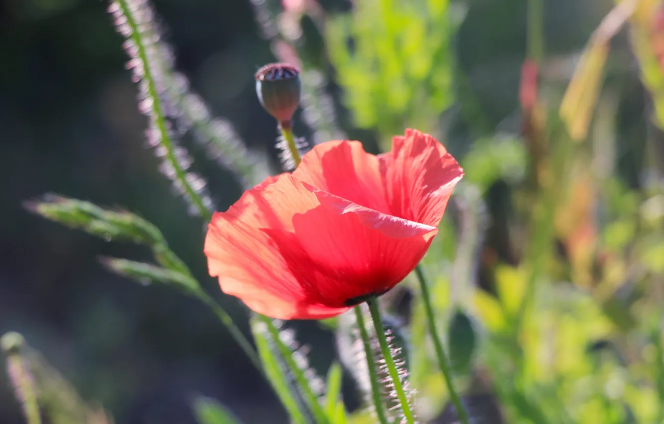 Photo wallpaper red, flower, poppy
