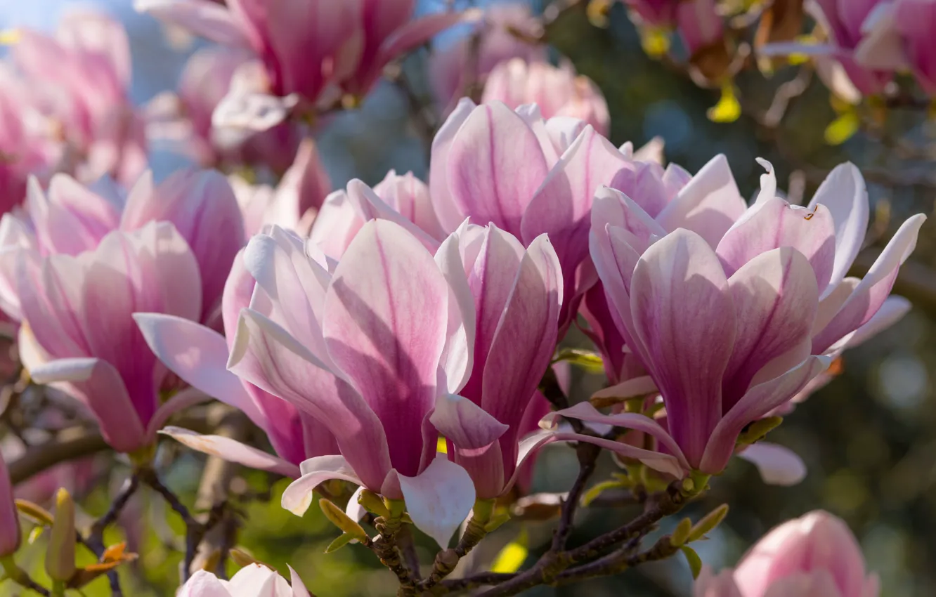 Photo wallpaper flowers, branches, spring, pink, flowering, Magnolia