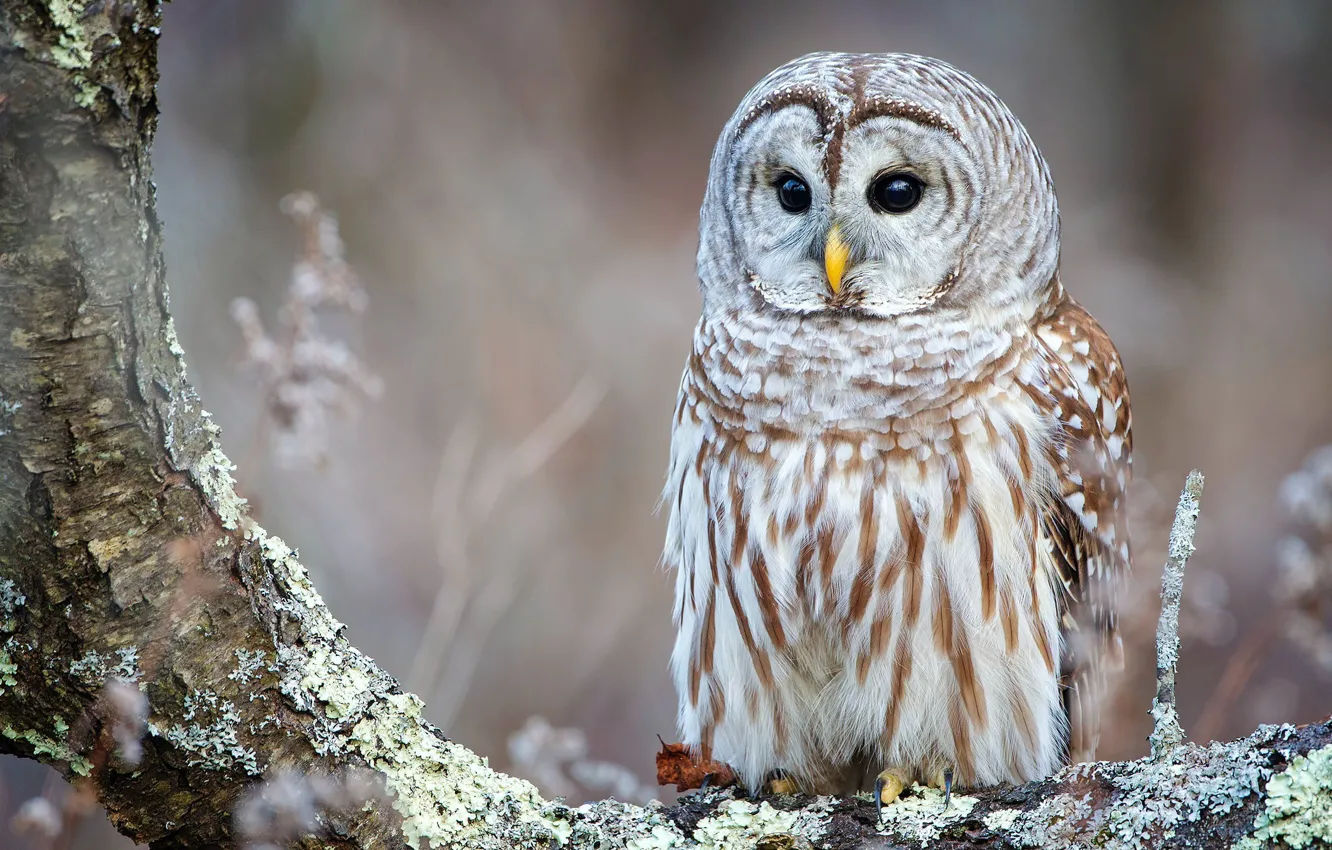 Photo wallpaper look, trees, background, owl, bird, bark, owl