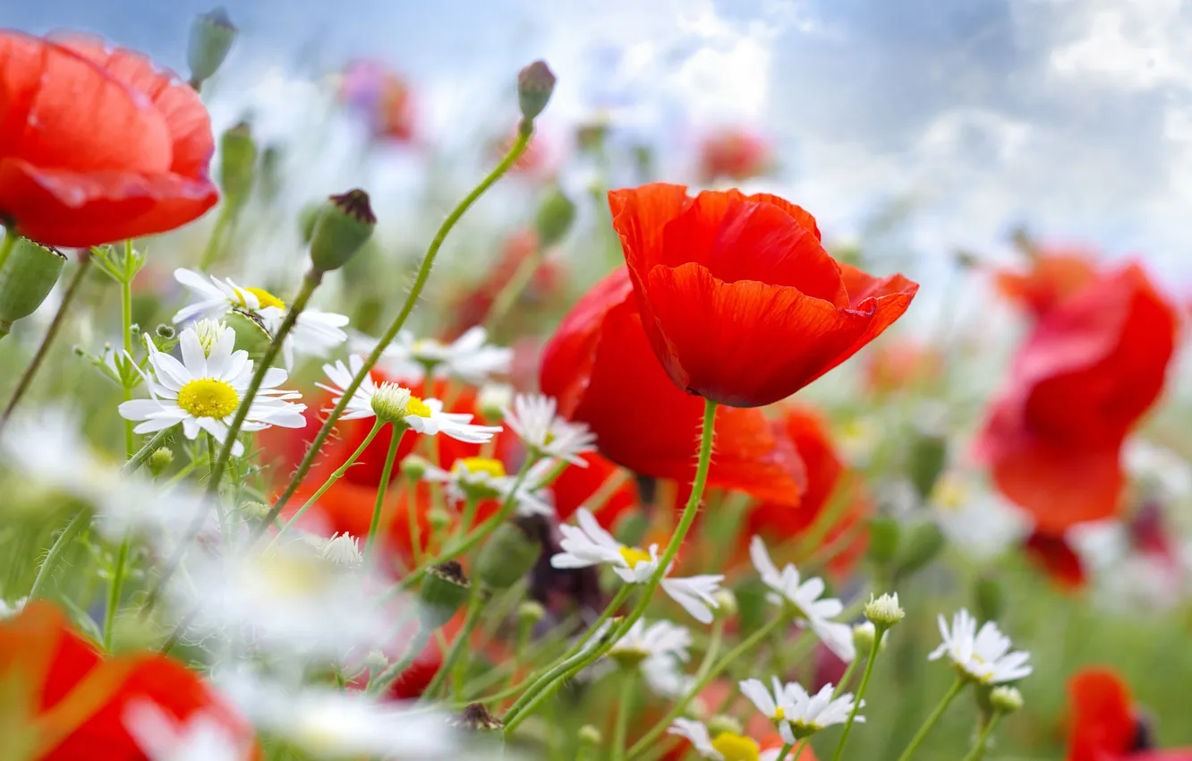 Photo wallpaper summer, the sky, clouds, flowers, Maki, chamomile, meadow, red