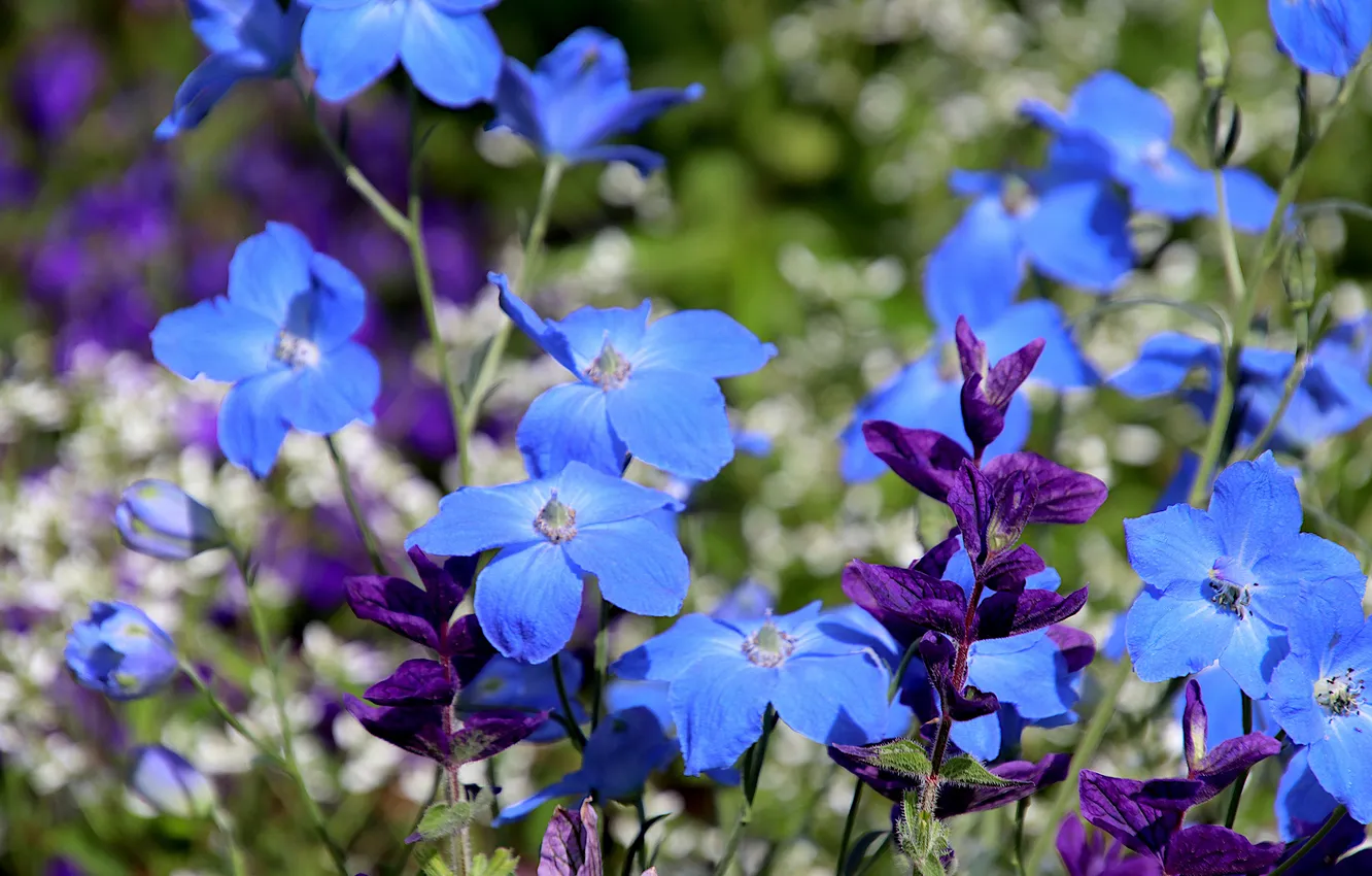 Photo wallpaper blue, flowers, bokeh, garden, summer, delphinium, lilac