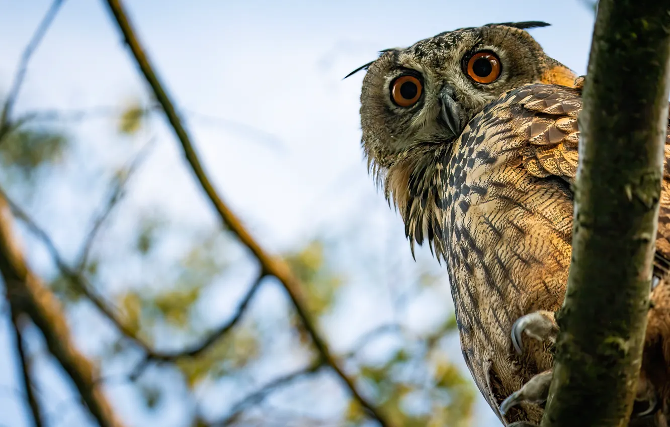Photo wallpaper the sky, look, branches, owl, bird, owl