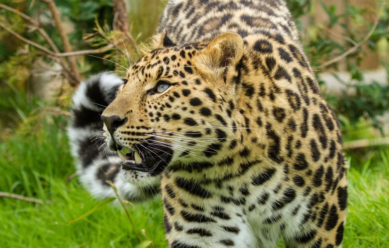Photo wallpaper cat, look, leopard, the Amur leopard