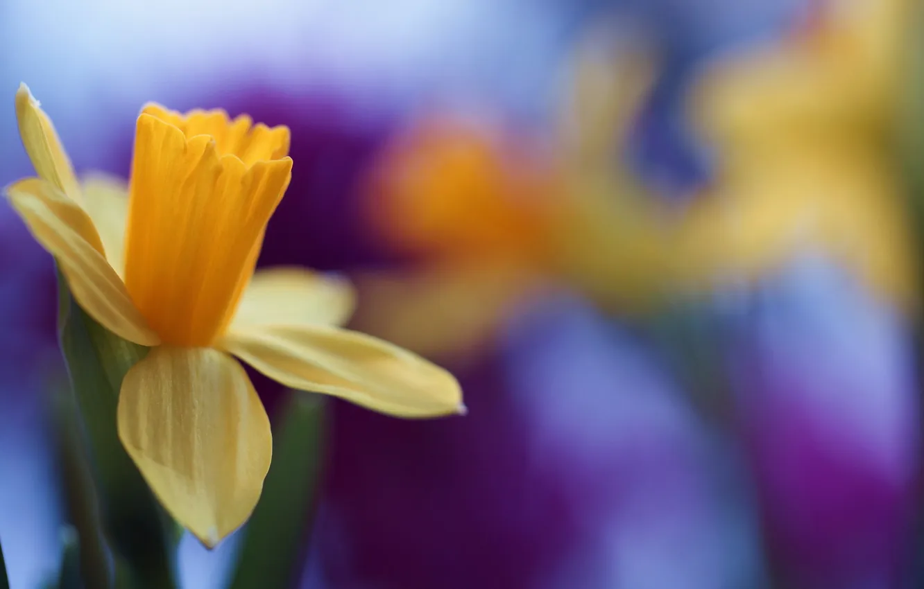 Photo wallpaper flower, blossom, beautiful, cool, daffodil