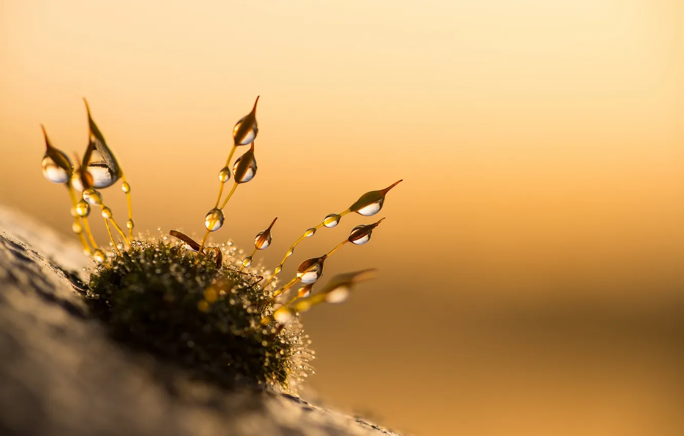Photo wallpaper drops, macro, moss